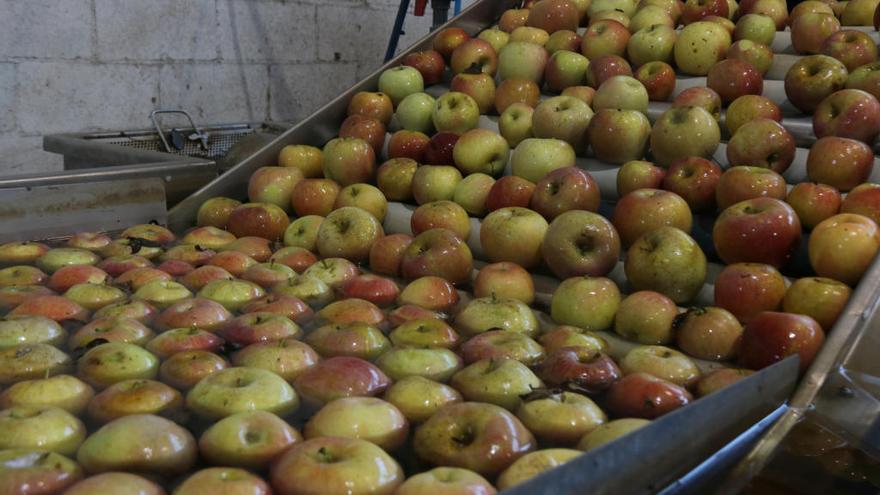 Pomes de l&#039;Armentera.