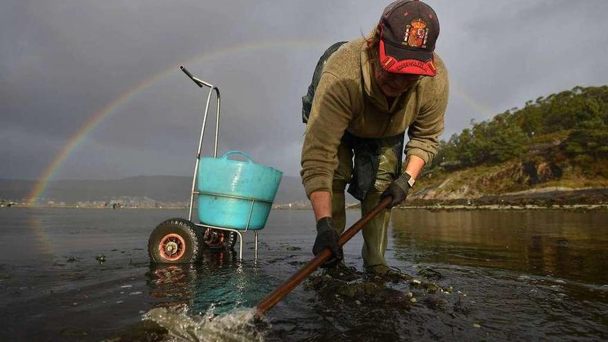 Una mariscadora extrae bivalvos en una concesión de la ría de Pontevedra. // Gustavo Santos