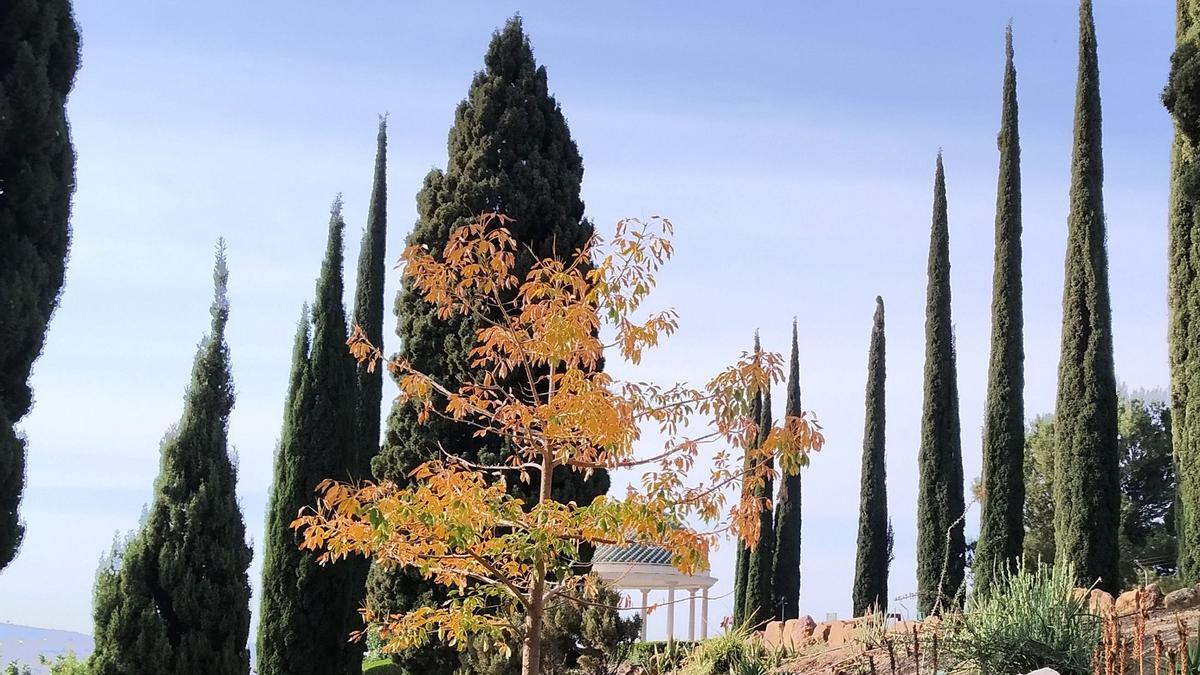 El único algodonero rojo de La Concepción.