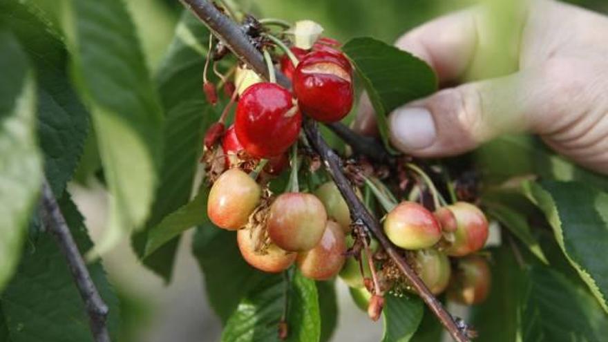 Las adversas condiciones climatológicas reducen la cosecha de cerezas a la mitad