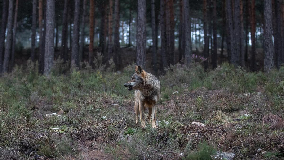 Un lobo ibérico en Sanabria