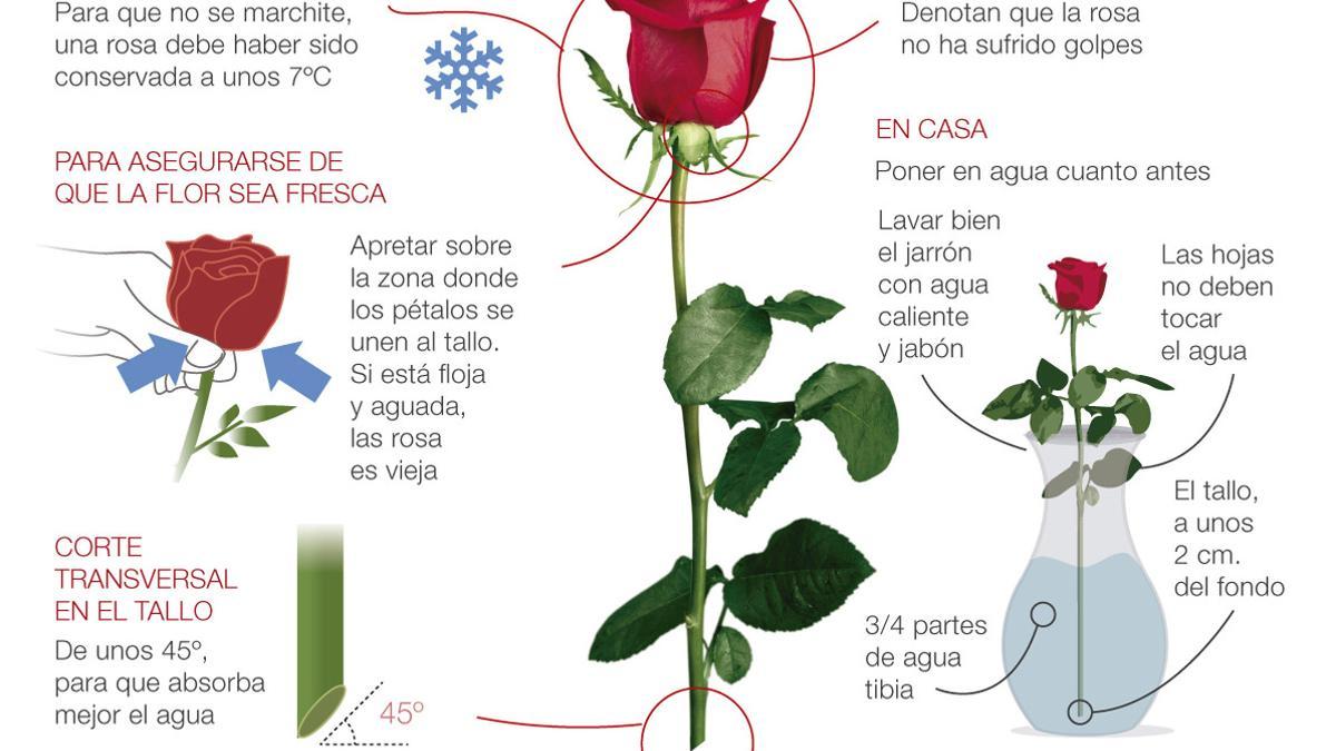 rosa-sant-jordi