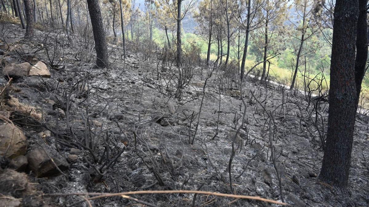 Restos calcinados del incendio en el monte de A Fracha, en Ponte Caldelas. 