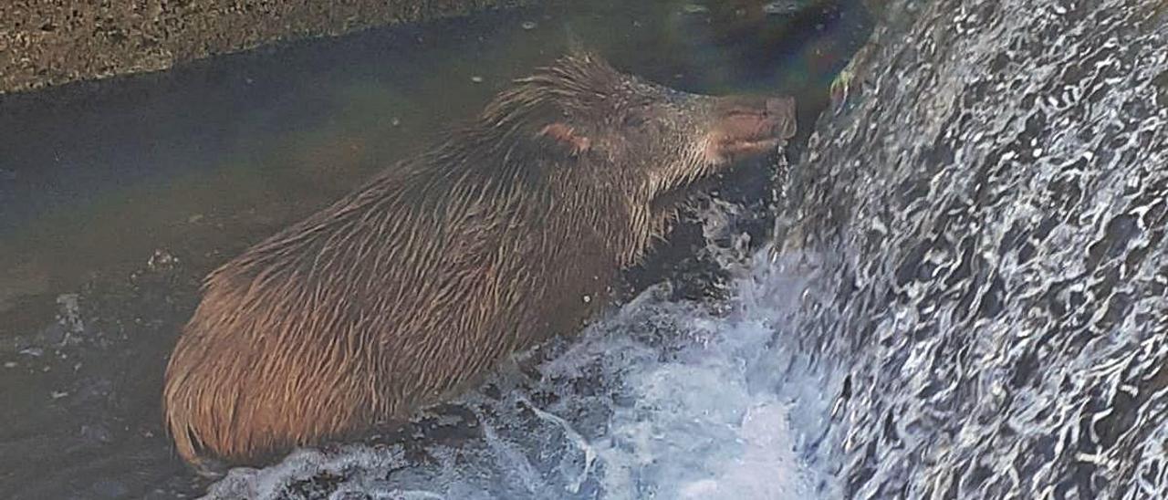 Rescatan a un jabalí en la Acequia Escalona