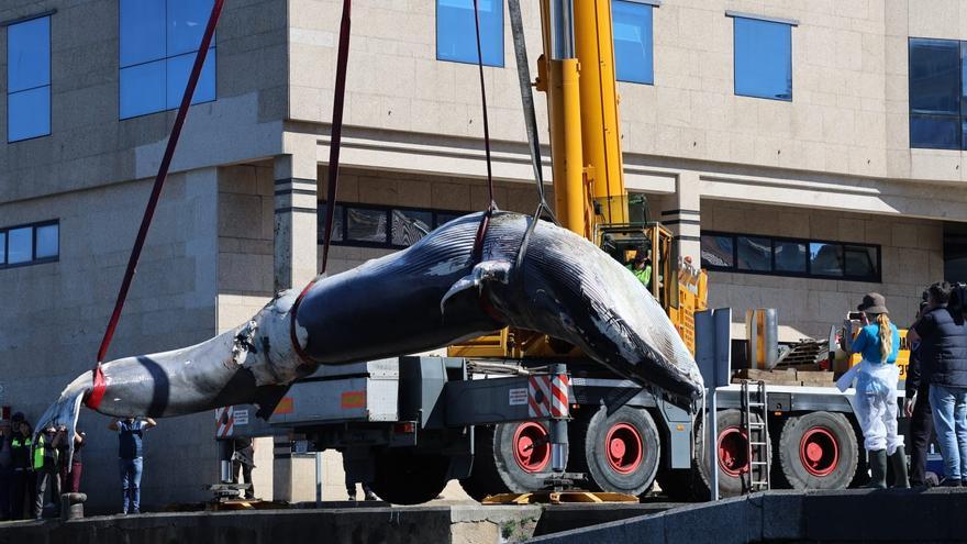 La ballena hallada en Vigo murió tras el impacto con una gran embarcación