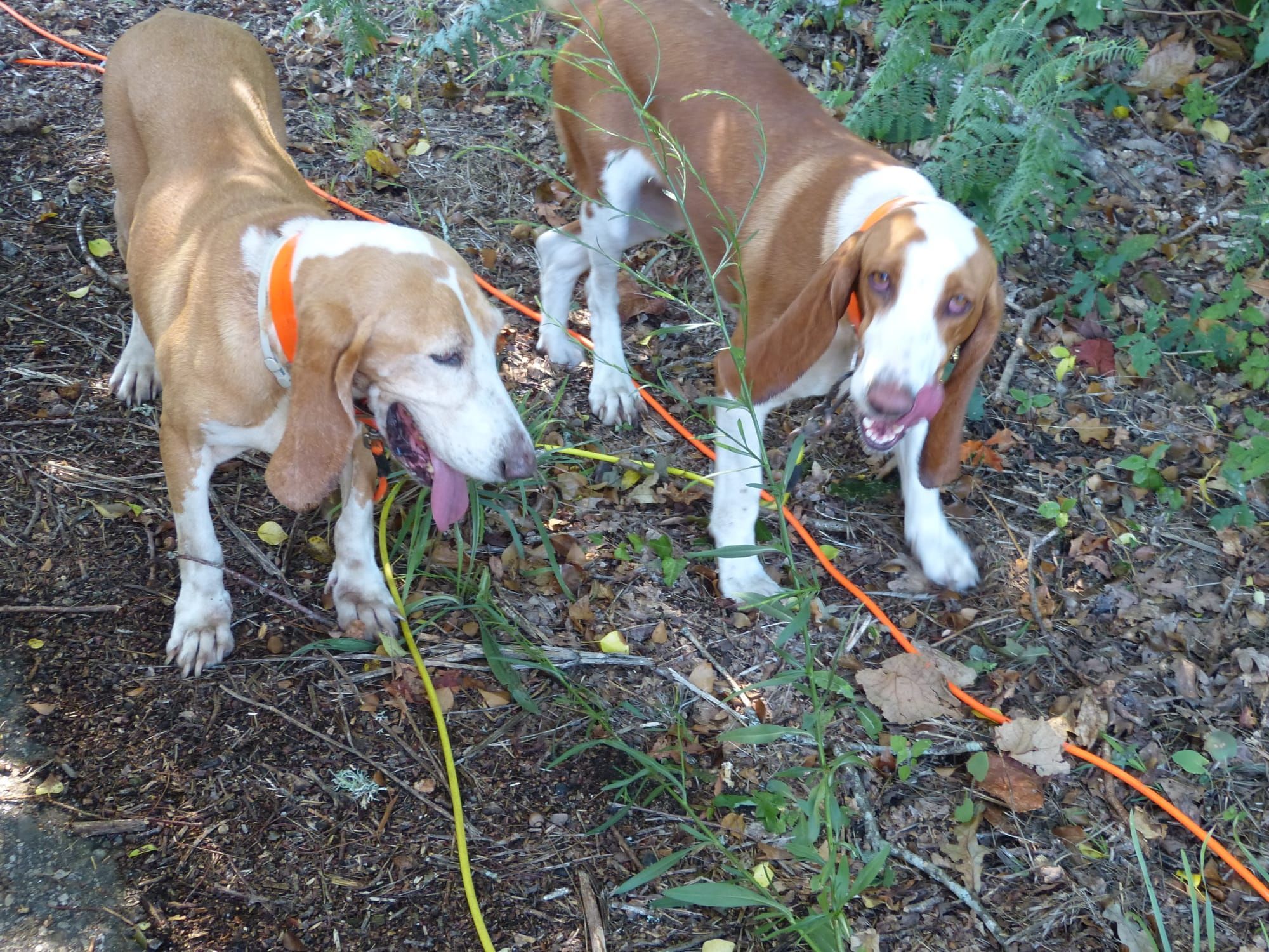 Los cazadores de O Salnés y sus perros disfrutaron de dos jornadas de caza de jabalí con suerte desigual.