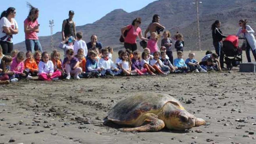 Momento en que la tortuga &#039;Gran Tarajal&#039; regresa al mar. | fuselli