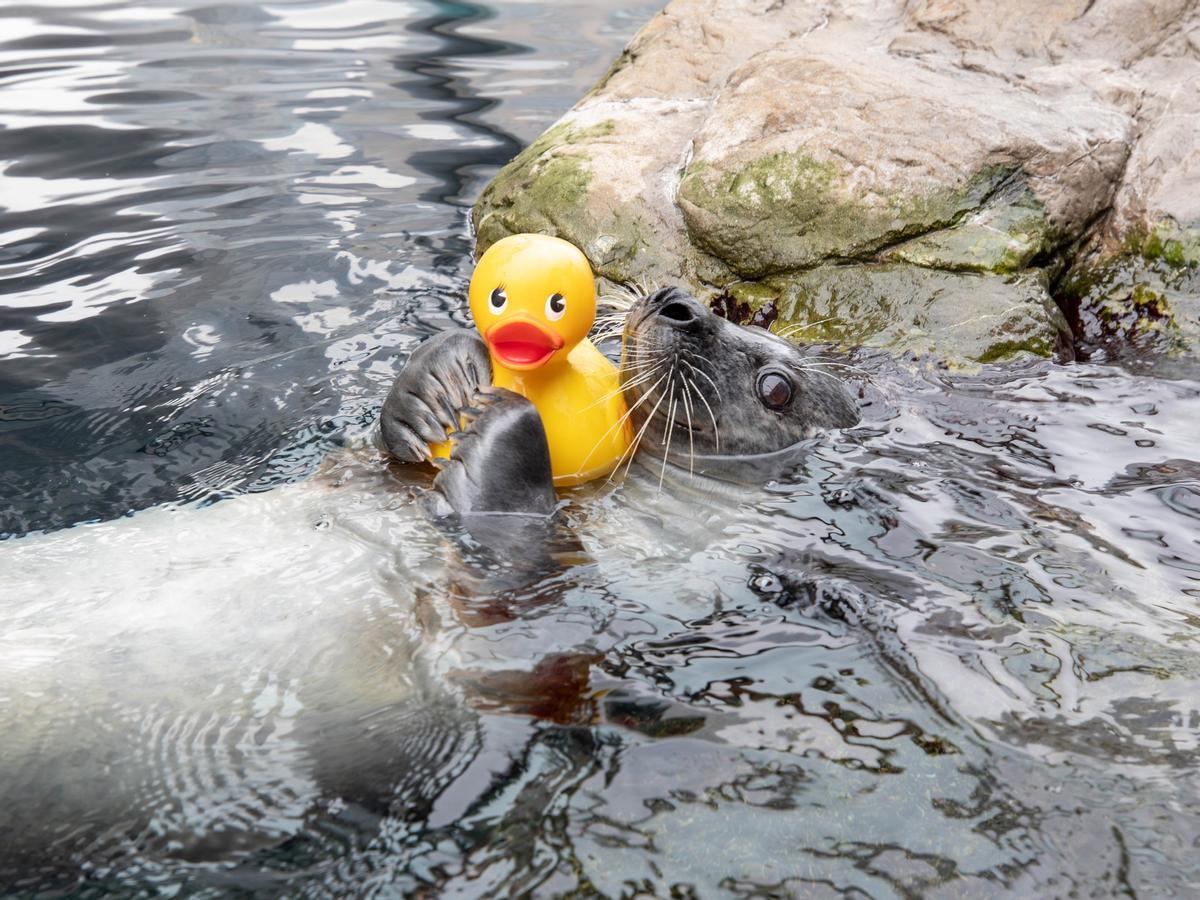 Así es Reggae, la foca del Atlántico que ha despertado la ternura en redes