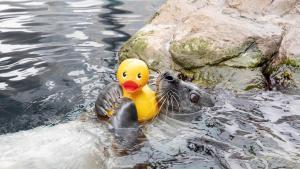 Así es Reggae, la foca del Atlántico que ha despertado la ternura en redes