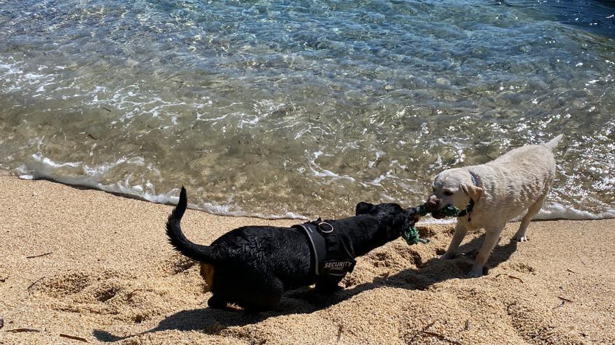 Calonge treballa perquè el 2024 el municipi tingui una platja per a gossos