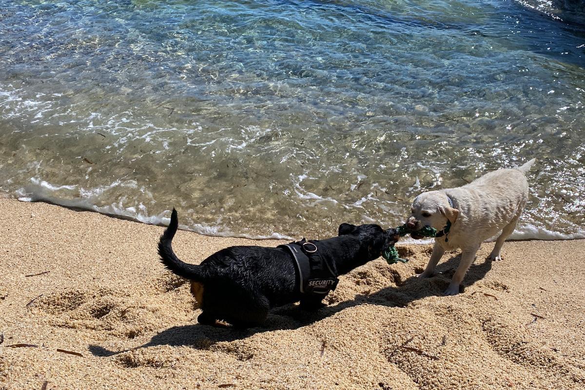 Dos gossos a la cala Belladona, entre Sant Antoni de Calonge i Platja d'Aro.