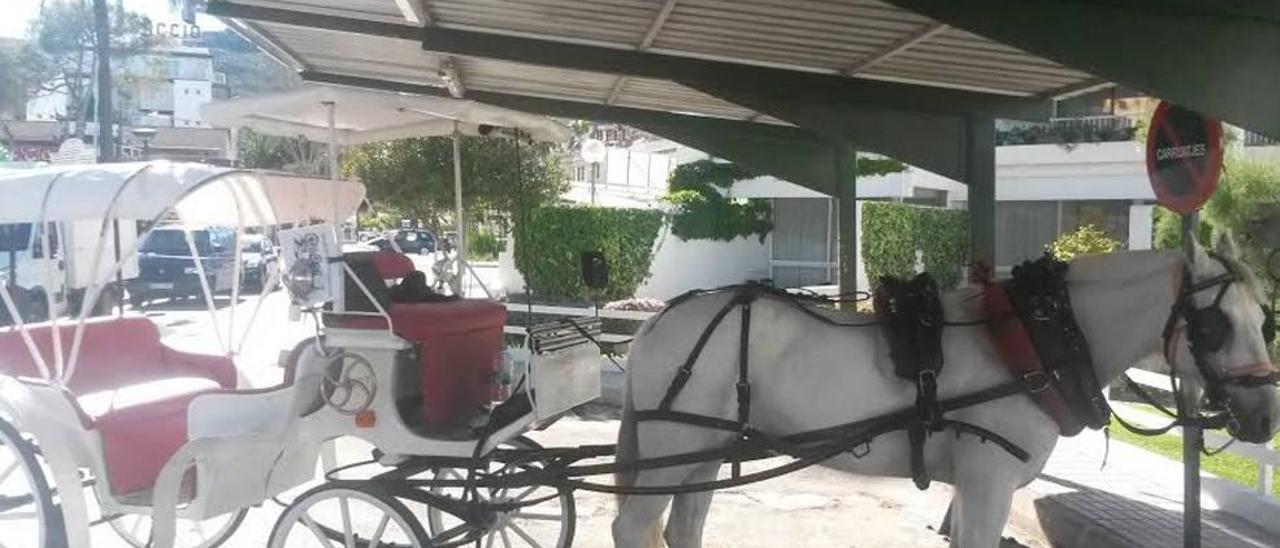 Imagen de una calesa tirada por caballos, ayer en Alcúdia.