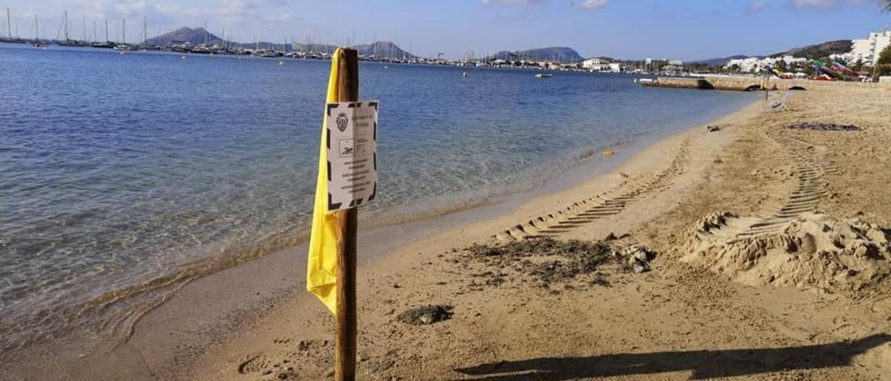 En 2019 ya se tuvo que prohibir el baño en la playa de Albercutx por un problema de contaminación, tal y como refleja la imagen de hace dos veranos.