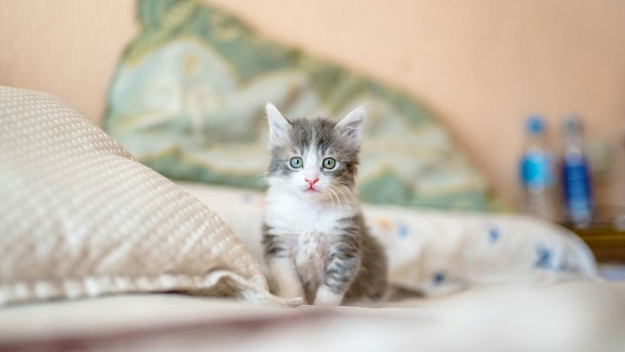 Test | ¿Qué tipo de gato sería tu compañero ideal?