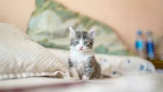 Test | ¿Qué tipo de gato sería tu compañero ideal?