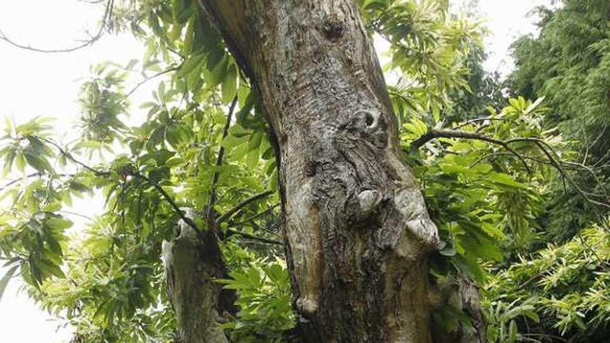 Un algarrobo de más de mil años en la finca de El Chano.