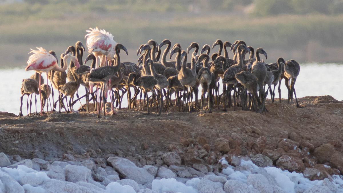 Flamencos en el dique de la laguna