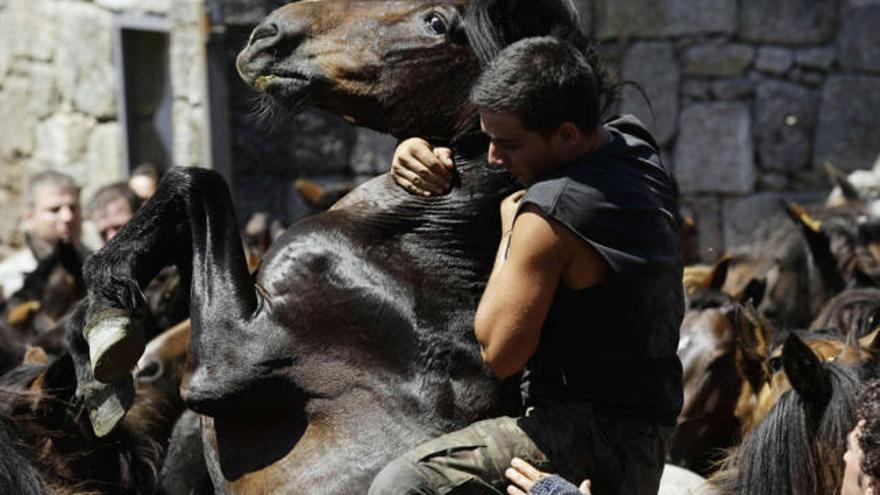 La rapa de Sabucedo reúne a más de 10.000 personas