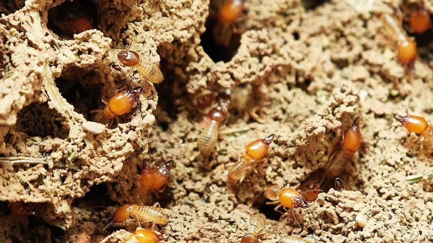 Descubrimiento sorprendente: las termitas aceleran el calentamiento global
