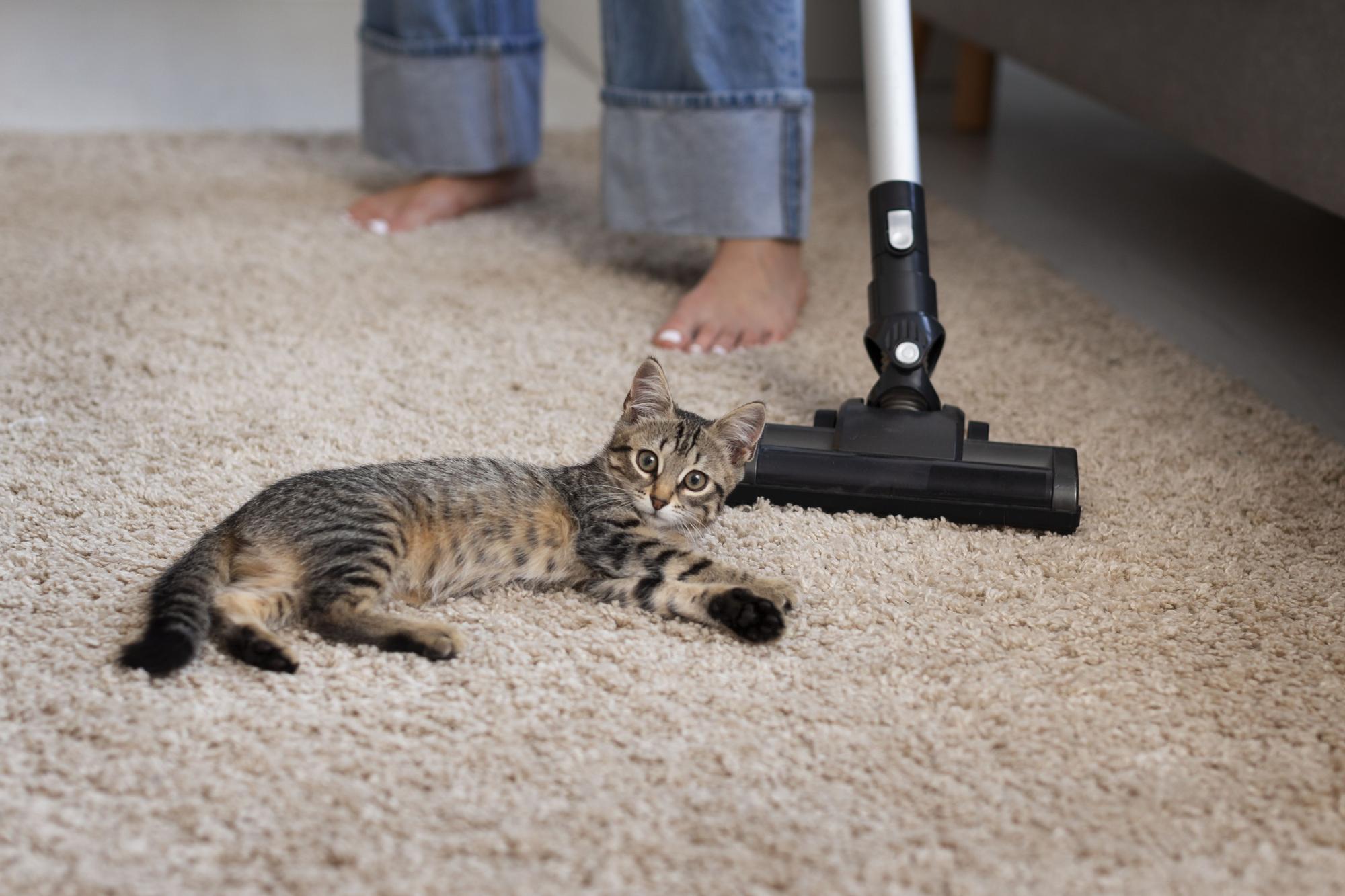 Limpieza de la casa con aspiradora cepillo de aspiradora con gato mascota