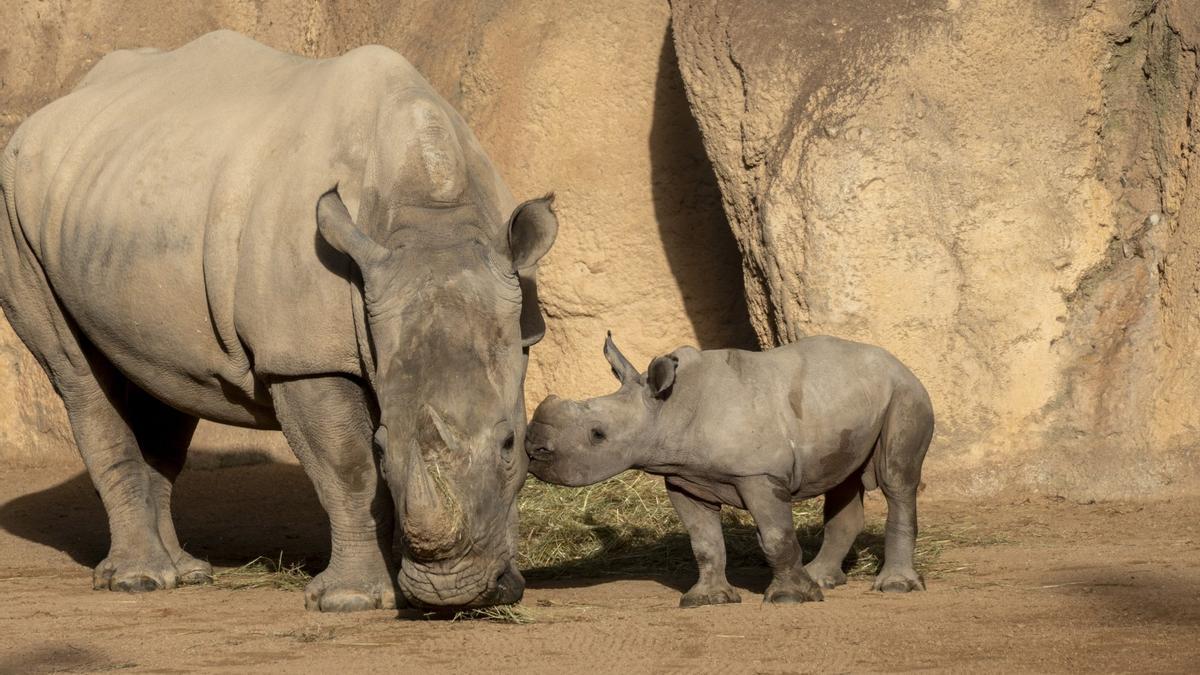 La cría de rinoceronte se llamará Kairu