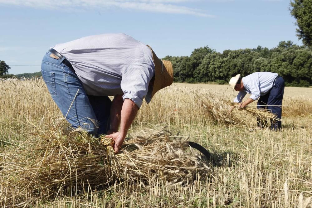 Festa del Segar i el Batre a Avià