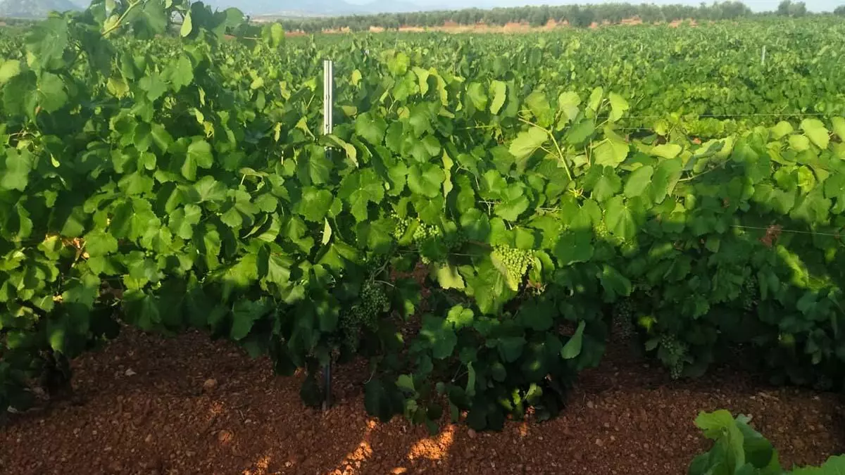Almendralejo reclama precios justos para la uva destinada a cava