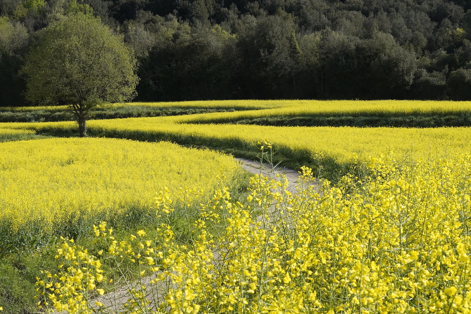 Els camps gironins es tenyeixen de groc