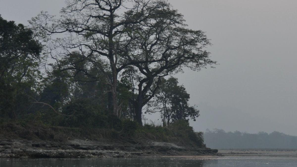 Los filósofos exploran la posibilidad de reconocer que un animal, o incluso un árbol, pueden tener consciencia.