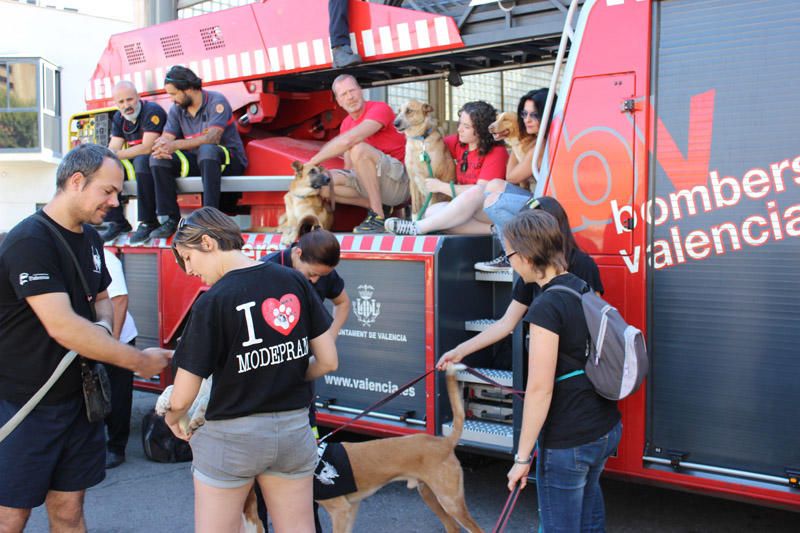 Los Bomberos de Valencia, con la adopción de mascotas