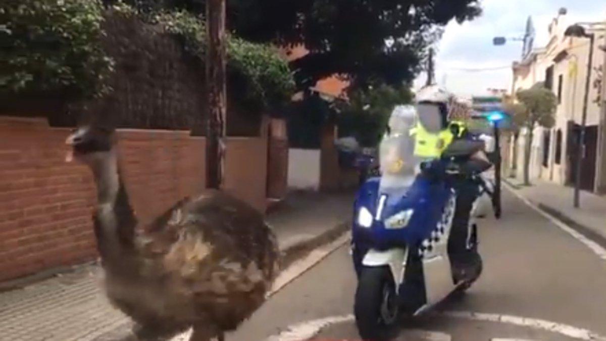 Un emú se pasea por el centro de Sant Cugat y acaba muriendo