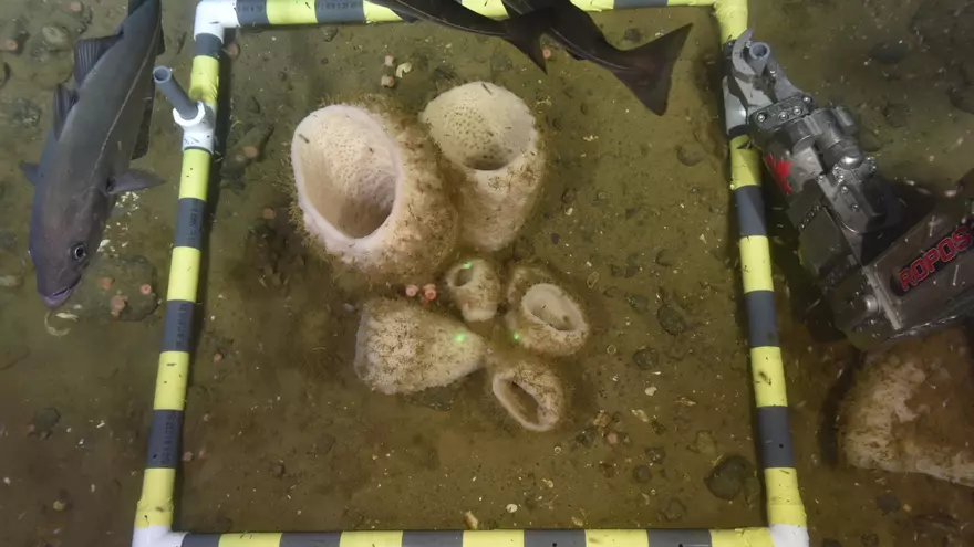 Descobreixen noves proteïnes productores de vidre en esponges marines que revelen com eren els primers animals