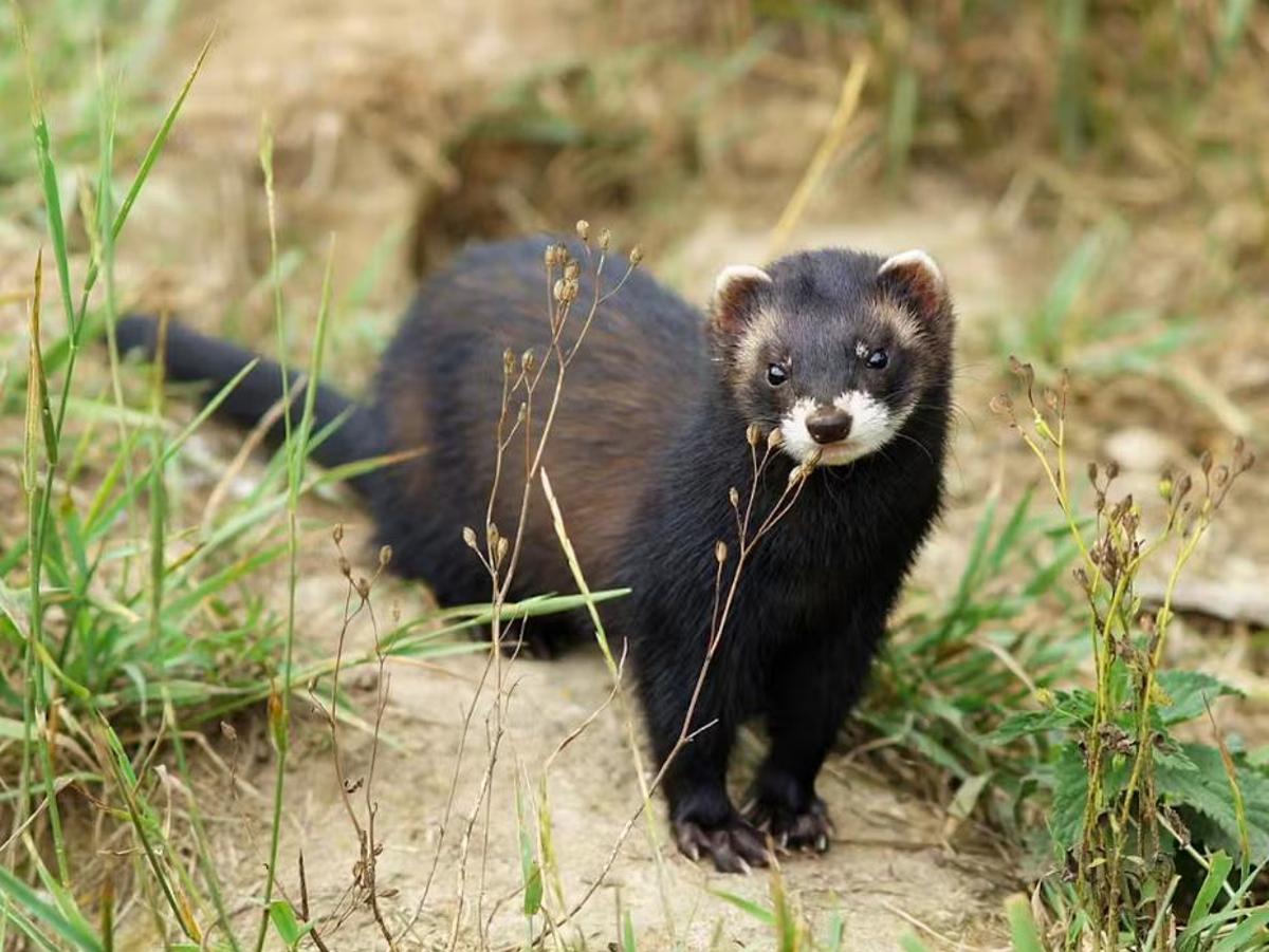 Turón (Mustela putorius).