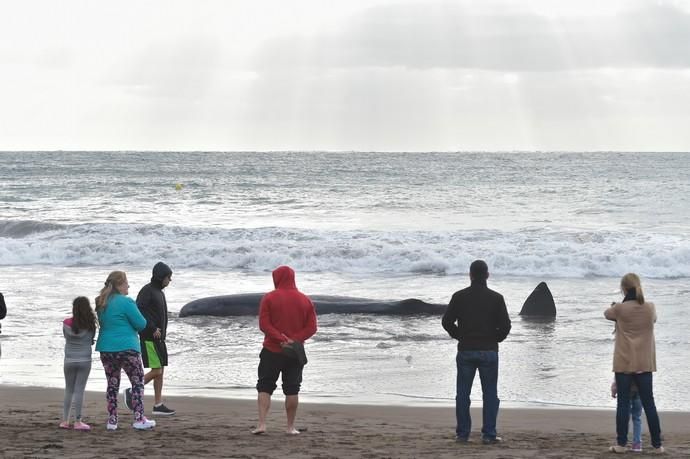 02-02-2019 TELDE. Cachalote muerto varado en la playa de Melenara. Fotógrafo: ANDRES CRUZ