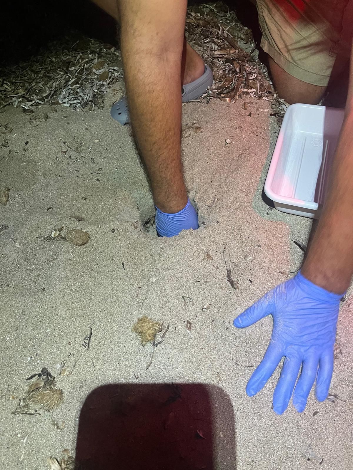 El milagro de la vida en una playa de Dénia: las imágenes del nacimiento de 98 tortugas