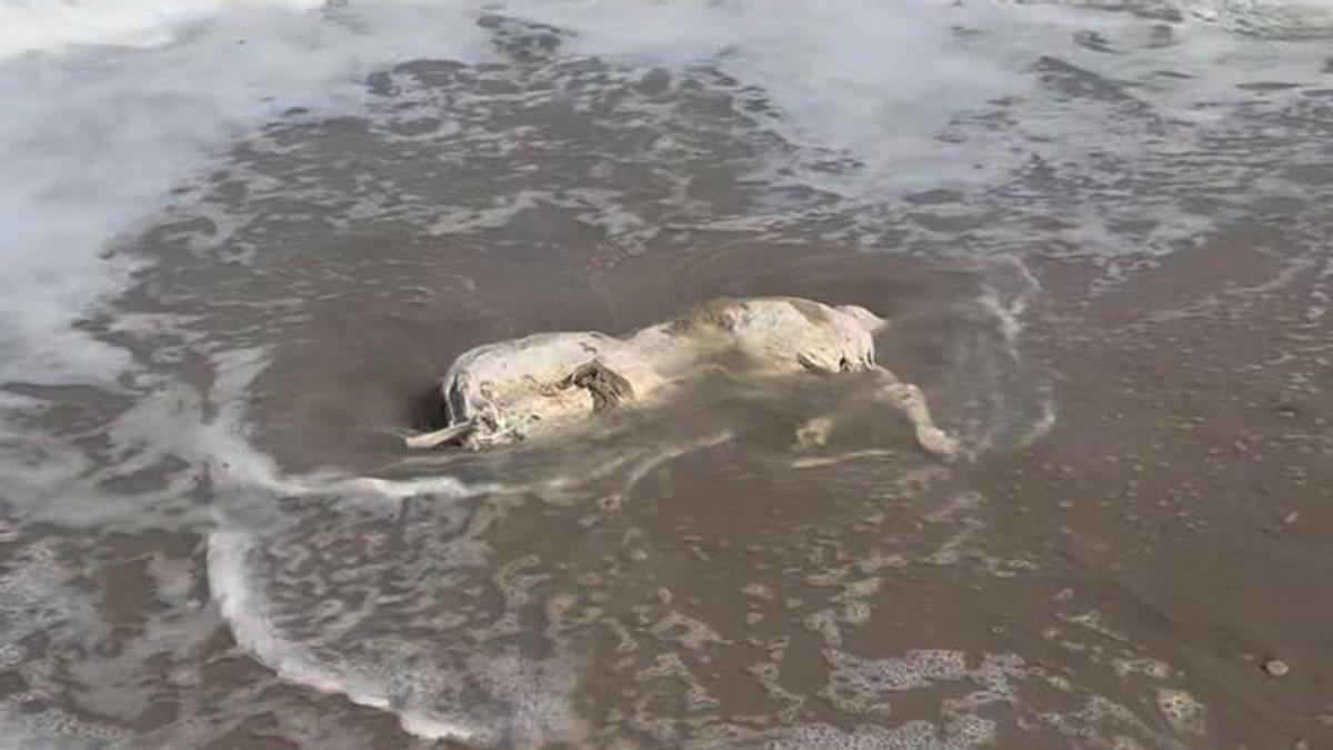 Animal decapitado que ha sido arrastrado por la corriente hasta una playa de Sagunt.