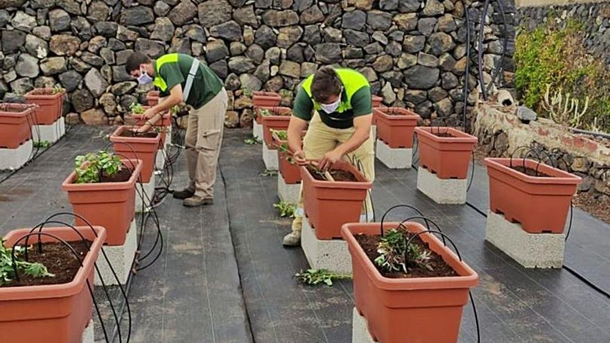 Los trabajos que se realizan en la finca.