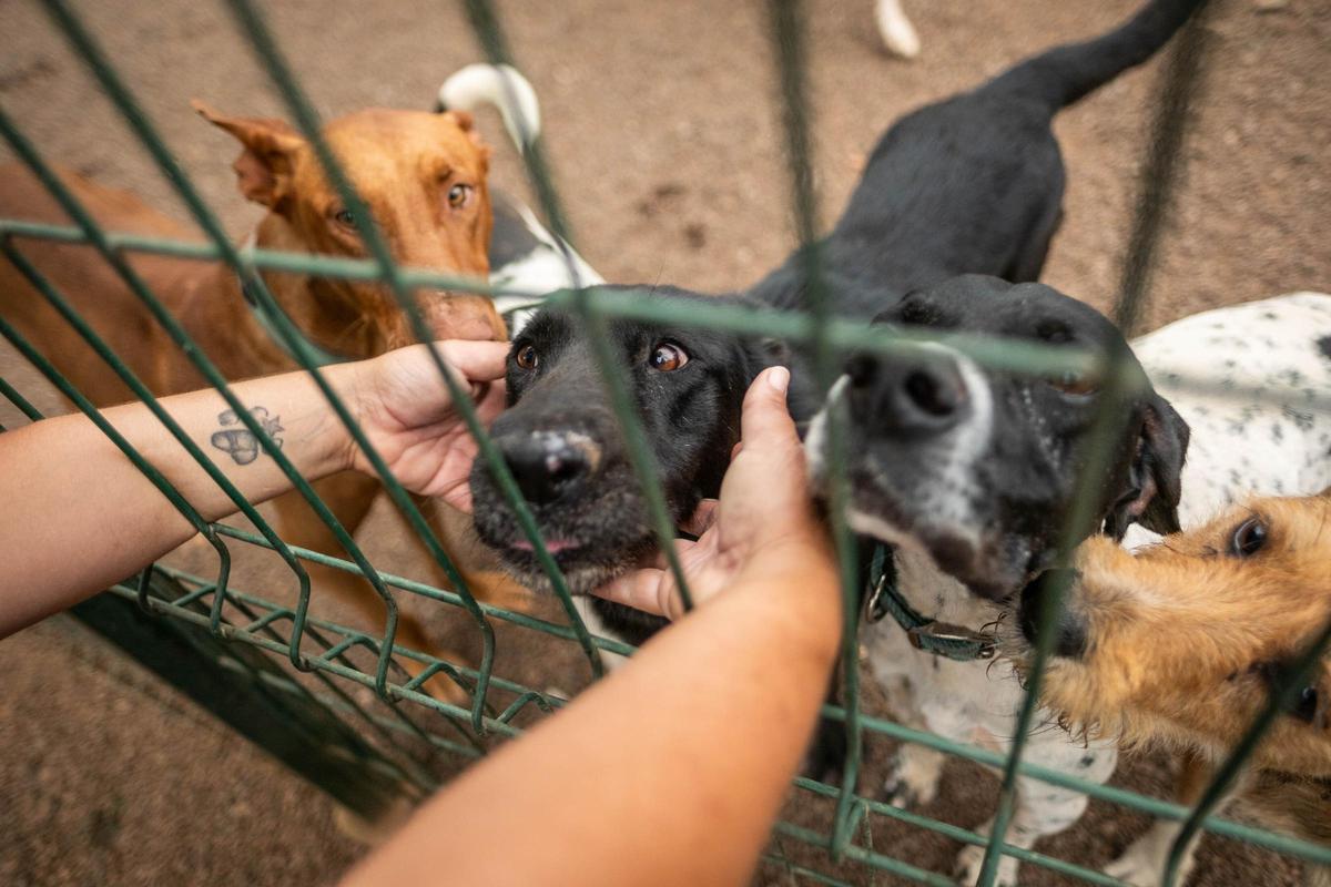 Algunos de los perros del Refugio Internacional que buscan una familia.