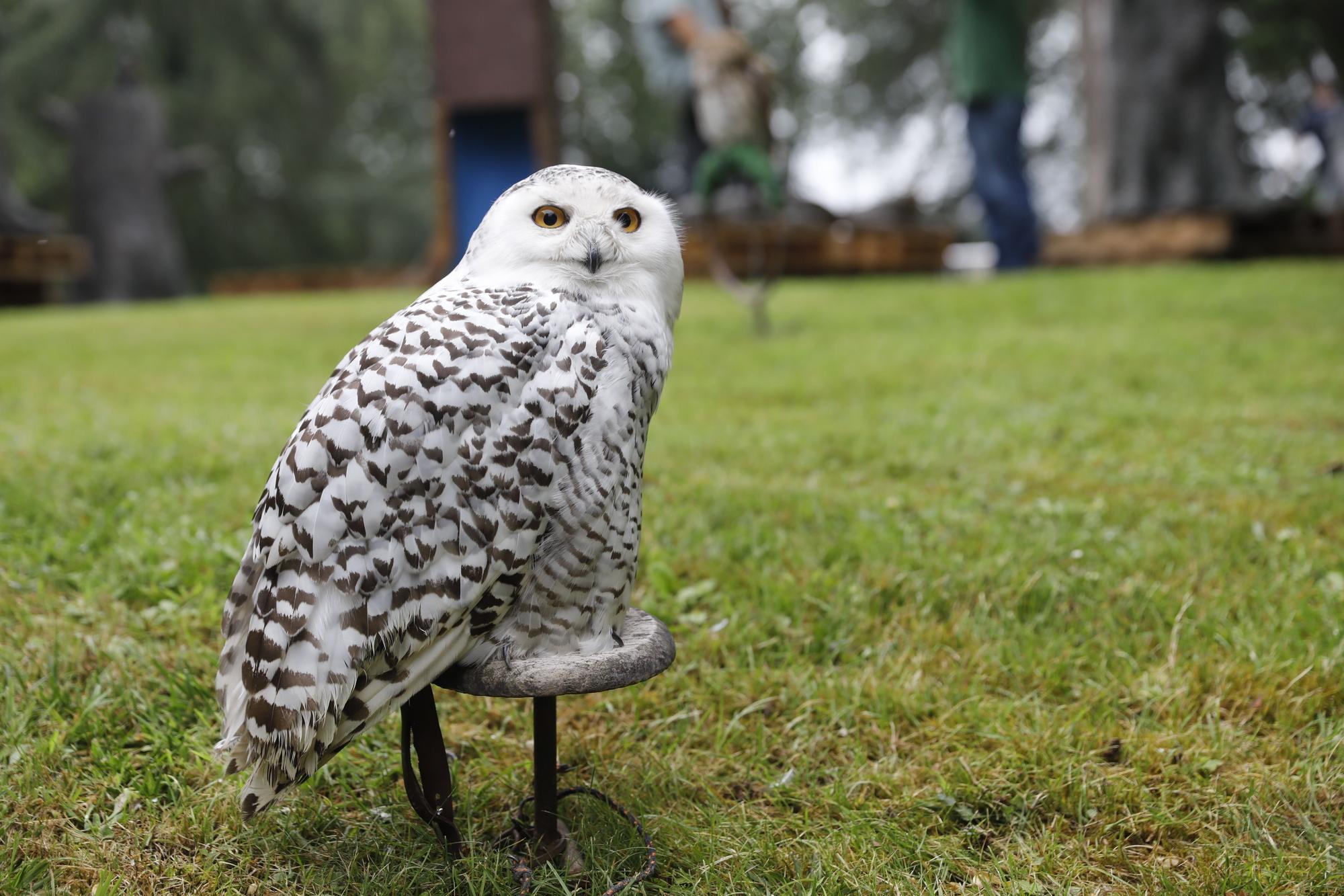 Los vuelos nocturnos de los búhos vuelven al Botánico de Gijón