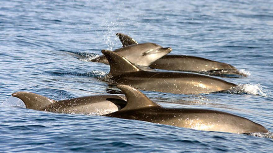 Juventud organiza una excursión para avistar cetáceos