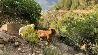 Las cabras de Tavernes vuelven a tener mucha sed