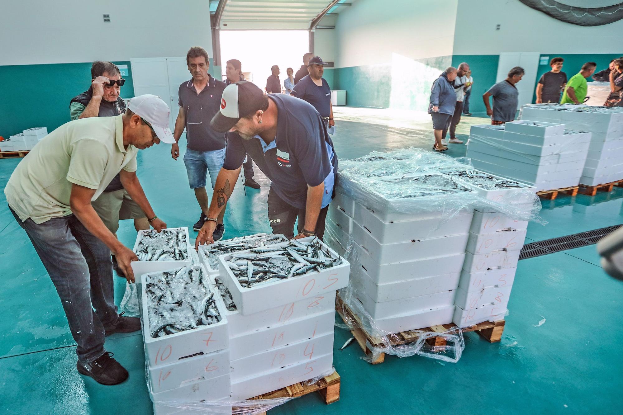 La subasta de la nueva lonja pesquera de Torrevieja se estrena con la venta de 13.000 kilos de boquerón y sardina