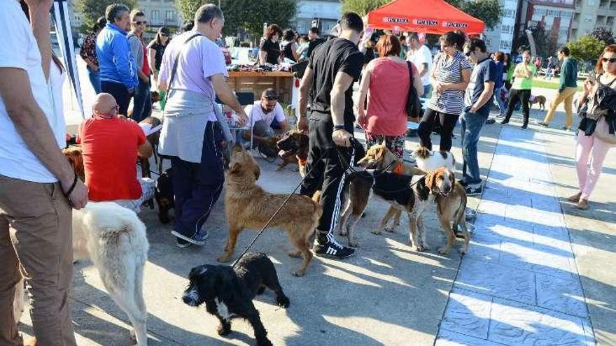 Mascotas, ayer, en el paseo marítimo. // Gonzalo Núñez