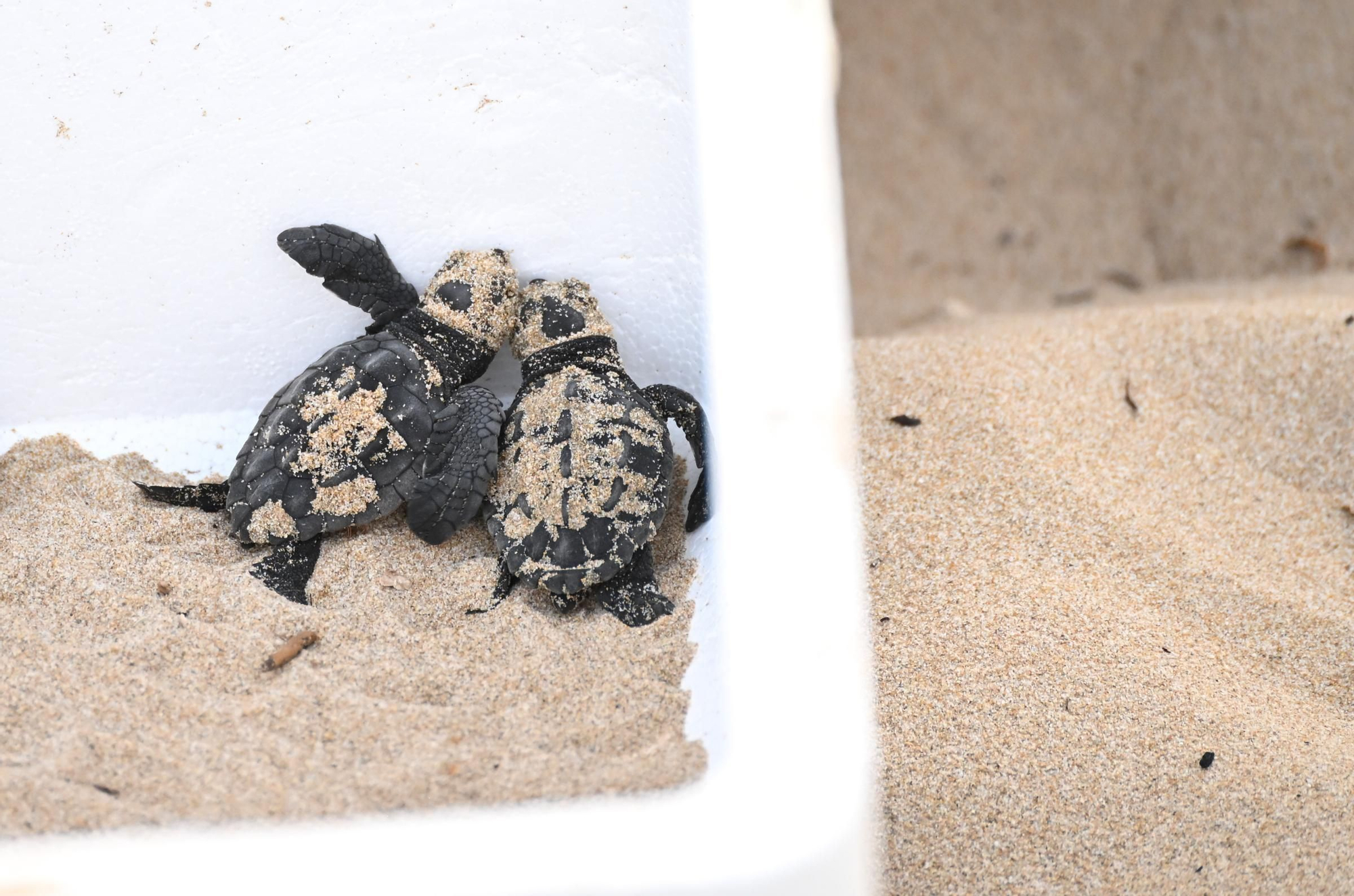 Gran expectación en Arenales del Sol por la suelta de 57 tortugas bobas recién nacidas