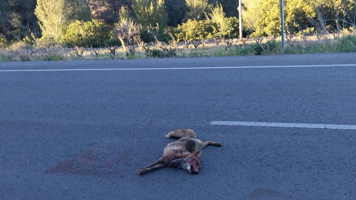 El cadáver del zorro, en medio de la carretera