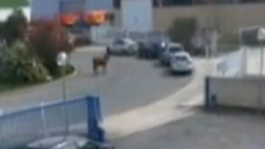 Una vaca se escapa de un matadero en Navarra