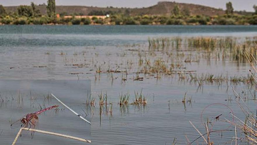 Imagen de Tritemis annulata (aumentada en el recuadro de la izquierda) en Ayoó de Vidriales.