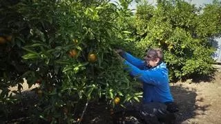 La Generalitat prevé un aumento de la producción de cítricos del 4,1% en la campaña 2026/2027