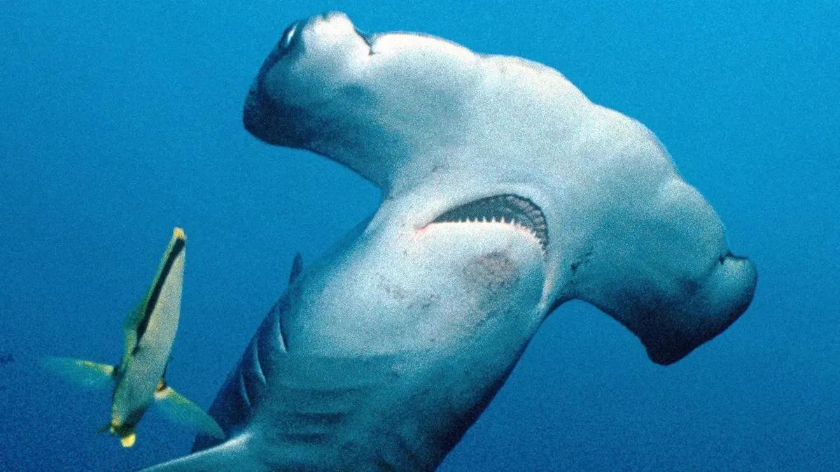 Cuál es el origen del martillo del tiburón martillo?