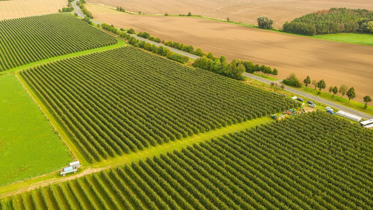 La agricultura intensiva es una de las principales causas de pérdida de biodiversidad.